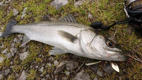 xwmakbrssjesaeaiyv36_480_480-46d9d19b.jpg