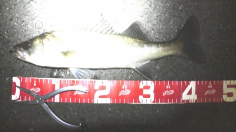 Urban Side Fishing Basser