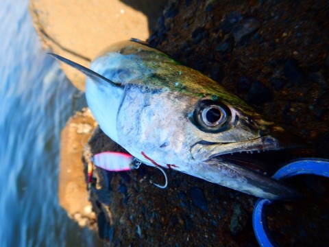 xxud3eamrayohey6b2sr_920_690-b4c74dd6.jpg