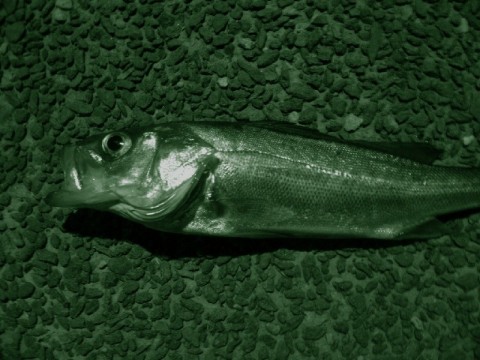 xy2k9584p2cdrjerewpw_480_480-43c80518.jpg