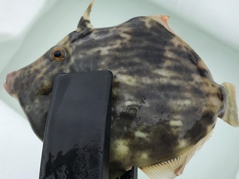 xy7er2yjp78uzpp2wh96_480_480-f67b199b.jpg