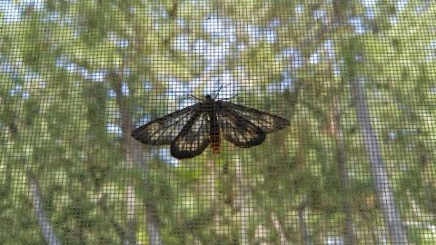 xyhuea9y83x67g3db5eb_480_480-08d9ec83.jpg