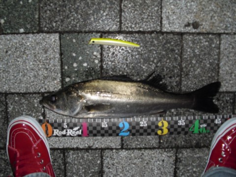 xzW2wrzOuuOGFgxAixDC_480_480-0ca57777.jpg