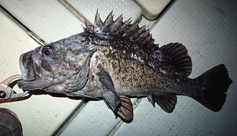 xzbunuuiu9grnpzzh9a4_480_480-5214ea46.jpg
