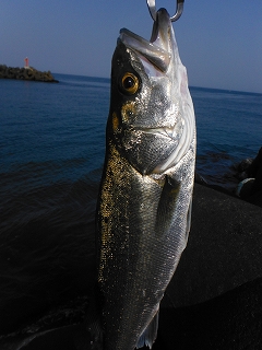 xzjue6wacotxagmewwr8-1c1e831f.jpg