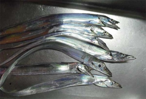 関空周辺で釣れた太刀魚