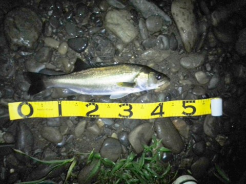 xzpaddmfjj6yg6gsmujf_480_480-89f66a18.jpg