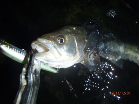 y35ccowcowehn63uf2ph_480_480-a975947e.jpg