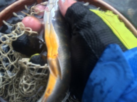 y372zw2yr29dtafpygdo_480_480-f73ba985.jpg