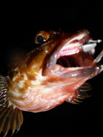 y3hz66adem9ur8ker8p5_690_920-c40db3cf.jpg