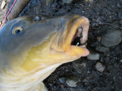 y4dyzazjsmydaoiv9oam_480_480-e7ca1323.jpg