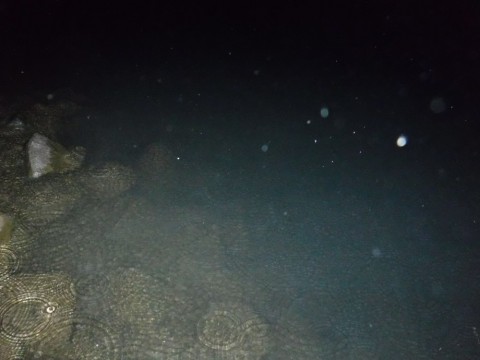 y4xkvr28sdcisaza9fdm_480_480-47d34030.jpg