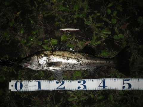 y58o84phmbwutoj8svci_480_480-697545d1.jpg