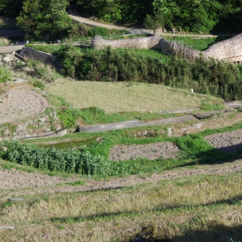 y69tdiuhapbtsedm2p2u_480_480-c6b08669.jpg