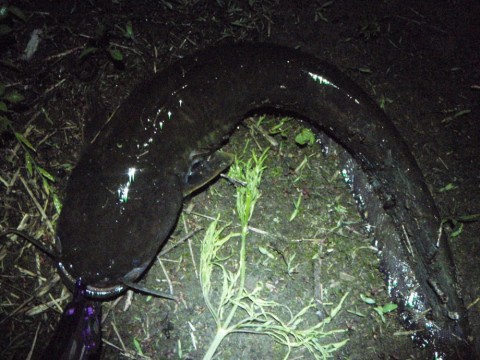 y6ndrkbgph8v5vb64d5u_480_480-250f6c36.jpg