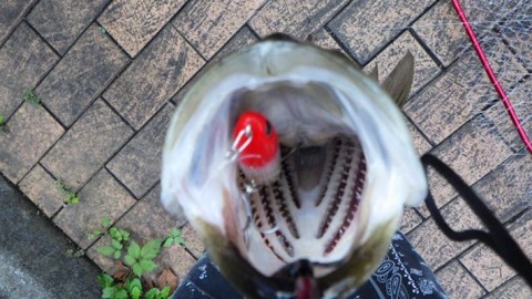 y6o3hh2zo2sbwvsj7g8p_480_270-061b42b6.jpg