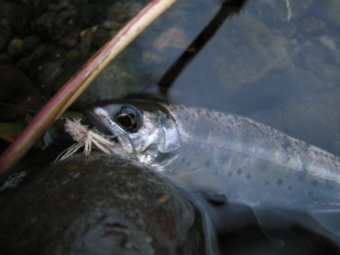 y77jpfo5kuubjcrhr8oi_480_480-d727b7aa.jpg