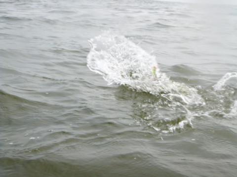 y7n7wwog3bbh48iebgc9_480_480-126467ef.jpg
