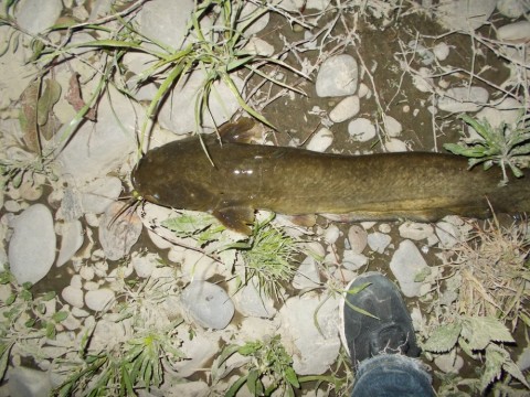 y7wpn9bucarp6zakzmd3_480_480-d8370407.jpg