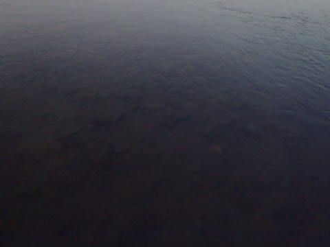 y8obwk985gwpvfgd7m75_480_480-f76d5f34.jpg
