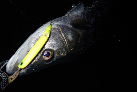 y8utapb5a252wecoaovy_480_480-74ea8714.jpg