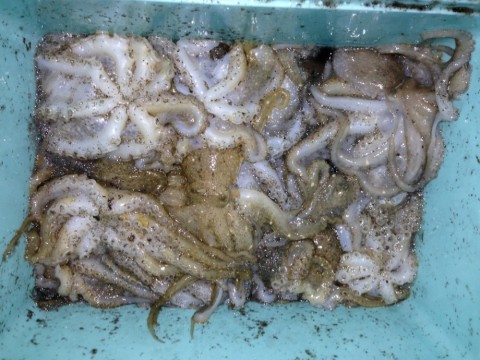 y95gi6b9dctoaensxw4b_480_480-9774d385.jpg