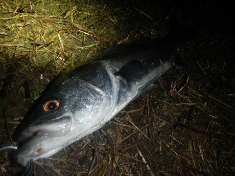 y9bxfriboau6ufwoz5un_480_480-4f30bf82.jpg