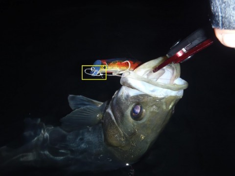 yO8Ch7VE6bbOgLvEgkAd_480_480-6d856530.jpg