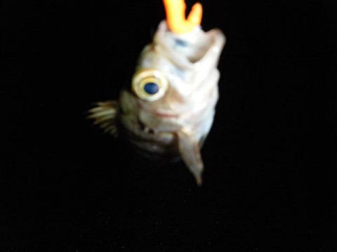 yVObVCsgfLSYLpPjSDKi_480_480-901504fa.jpg