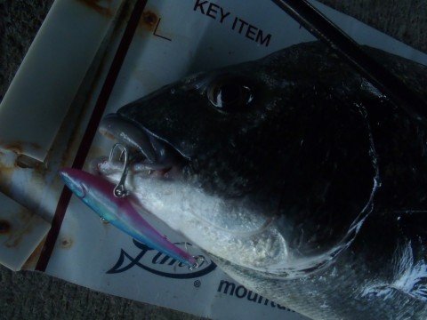 ya68tv2uf2kexomp3wuu_480_480-8e985128.jpg