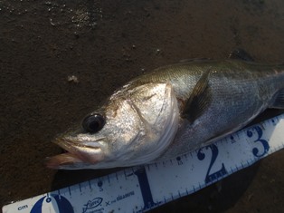 yaj6u7bw67fippiyx858-93c4e921.jpg