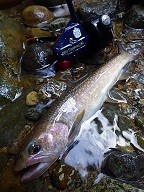 yam5v96ggeuusd8tds4p-db93f240.jpg