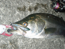 yat585xipzojbywbn8on-5449dd92.jpg