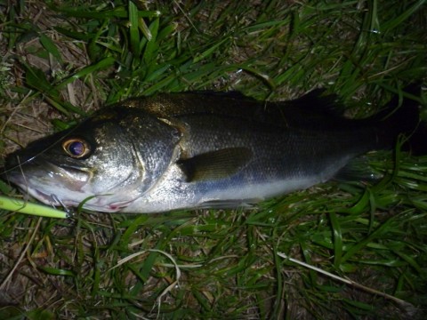 yau5am7p99b47pnznr7b_480_480-2cdbb994.jpg