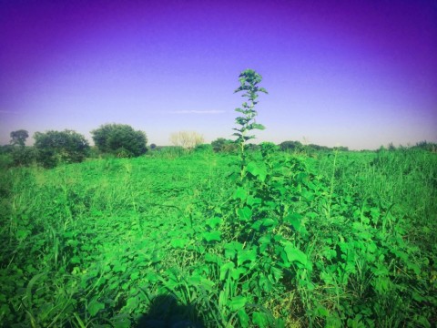 ybki4d36j896uu8kvkxr_480_480-e3f92527.jpg