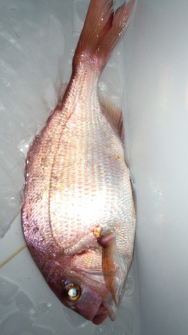 ycgn6rx8ahgxbxzfy6fk_480_480-15f968cb.jpg