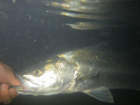 ycznv7f9vxw35dhvdgad_480_480-b1172538.jpg