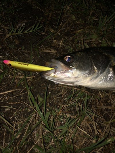 利根川で1番ミニマムな釣りをする俺様の釣行記 真夏の汗だくパコパコゲーム