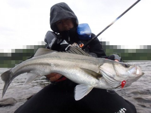 ye9jaiznngki4jt94nom_480_480-b5387451.jpg