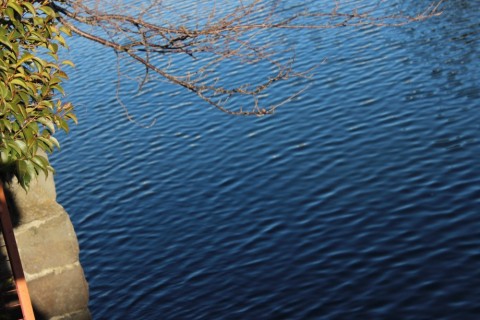 yeswg7hx8zpibymavsxz_480_480-429f054f.jpg