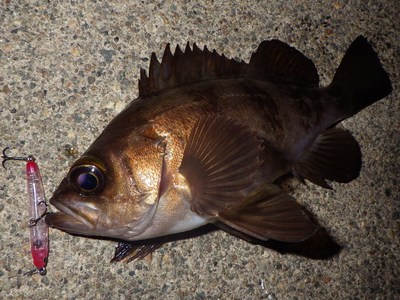 yf8t2kgajny2ohunogec-b79f73c6.jpg