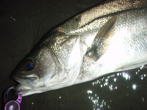 yf9tapgk887aty9oeaeo_480_480-c5184149.jpg