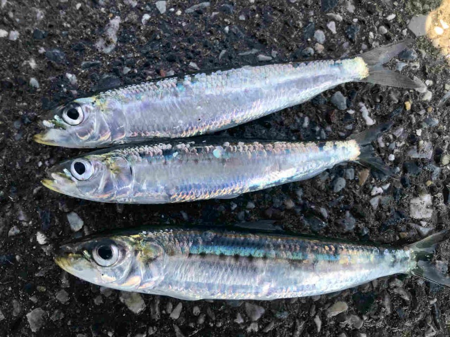 Action 三崎港 城ヶ島のサビキ釣りで入れ食い無限マイワシは240匹でギブアップ 泳がせ釣りでは極太ワラサが出現 Action 三崎港 城ヶ島のサビキ釣りで入れ食い無限マイワシは240匹でギブアップ 泳がせ釣りでは極太ワラサが出現