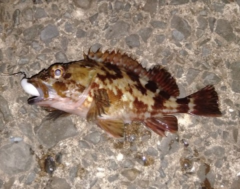 ガシラ15センチ