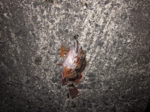 yg98b3ytmsc9ovasuhe2_480_480-ae0044f1.jpg