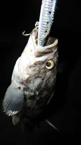 ygcuky9u3b6cijdi2wt5_480_480-c8b147be.jpg