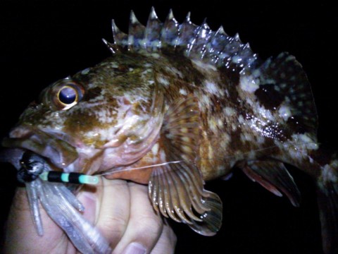 ygnjmd3sb2y5zucsueic_480_480-91da4d47.jpg