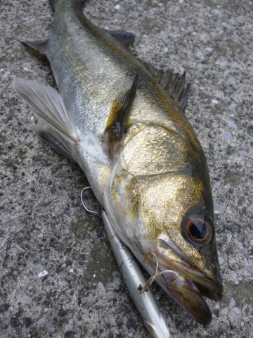 ygpdev2eicopzkjtvaaa_480_480-f2d04bb5.jpg
