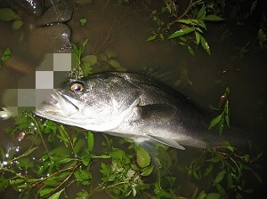 ygribiywt36hjiime93u-c1450395.jpg