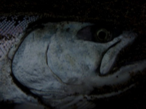 ygtfwoxt4w5vwsffsopa_480_480-c08de680.jpg